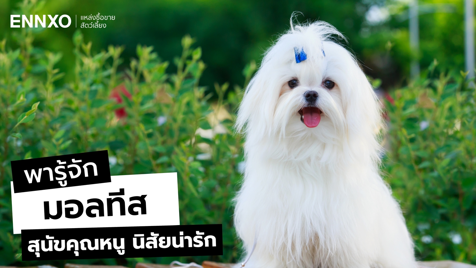 รู้จักมอลทีส (Maltese) สุนัขน่ารัก พร้อมลักษณะนิสัยและวิธีเลี้ยง