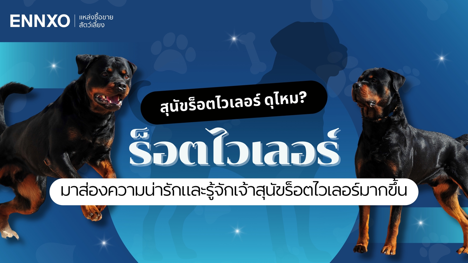 สุนัขร็อตไวเลอร์ (Rottweiler) ดุไหม? รู้จักลักษณะ นิสัย และวิธีเลี้ยง