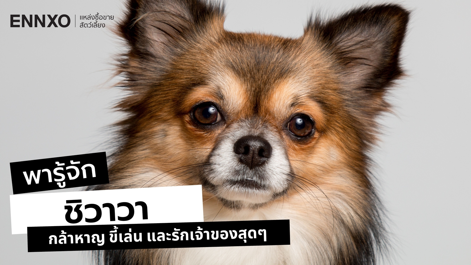 ชิวาวา พันธุ์แท้ ดูยังไง? รู้จักสุนัขตัวเล็ก กล้าหาญ ที่รักเจ้าของ