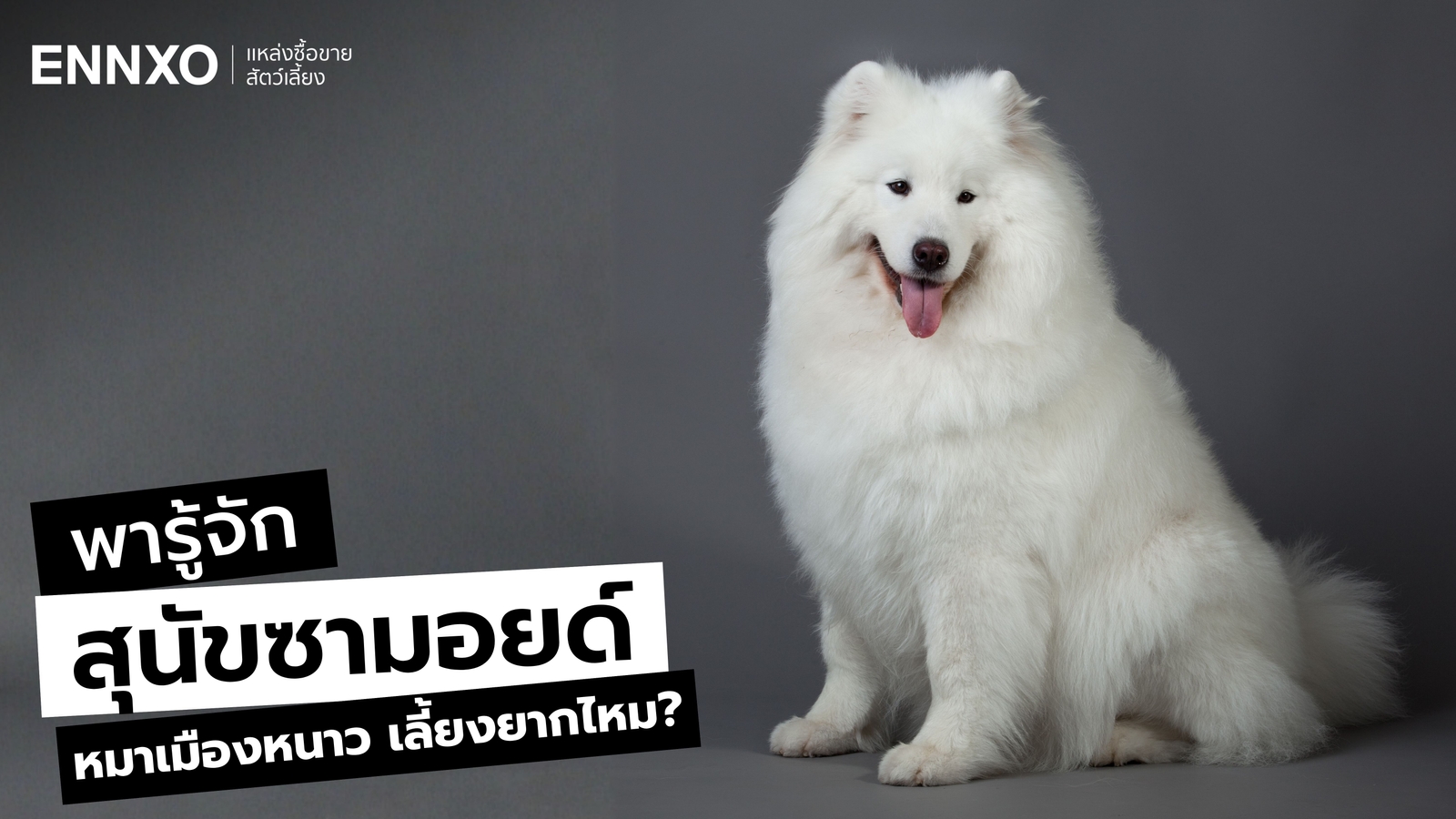 ประวัติสุนัขพันธุ์ซามอยด์ (Samoyed) หมาเมืองหนาว เลี้ยงยากไหม?