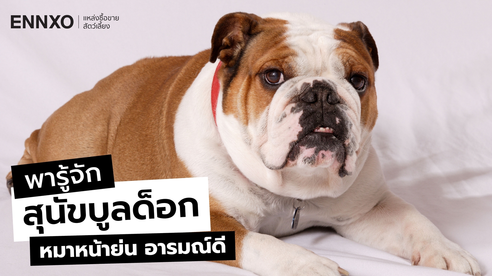 รู้จักสุนัขบูลด็อก (Bulldog) ดุไหม ลักษณะ และนิสัยเป็นยังไง