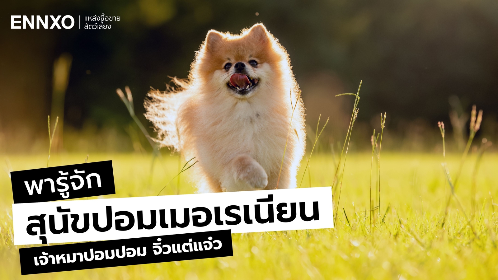 ลักษณะ นิสัย ปอมเมอเรเนียน (Pomeranian) หมาพันธุ์จิ๋วแสนฉลาด 