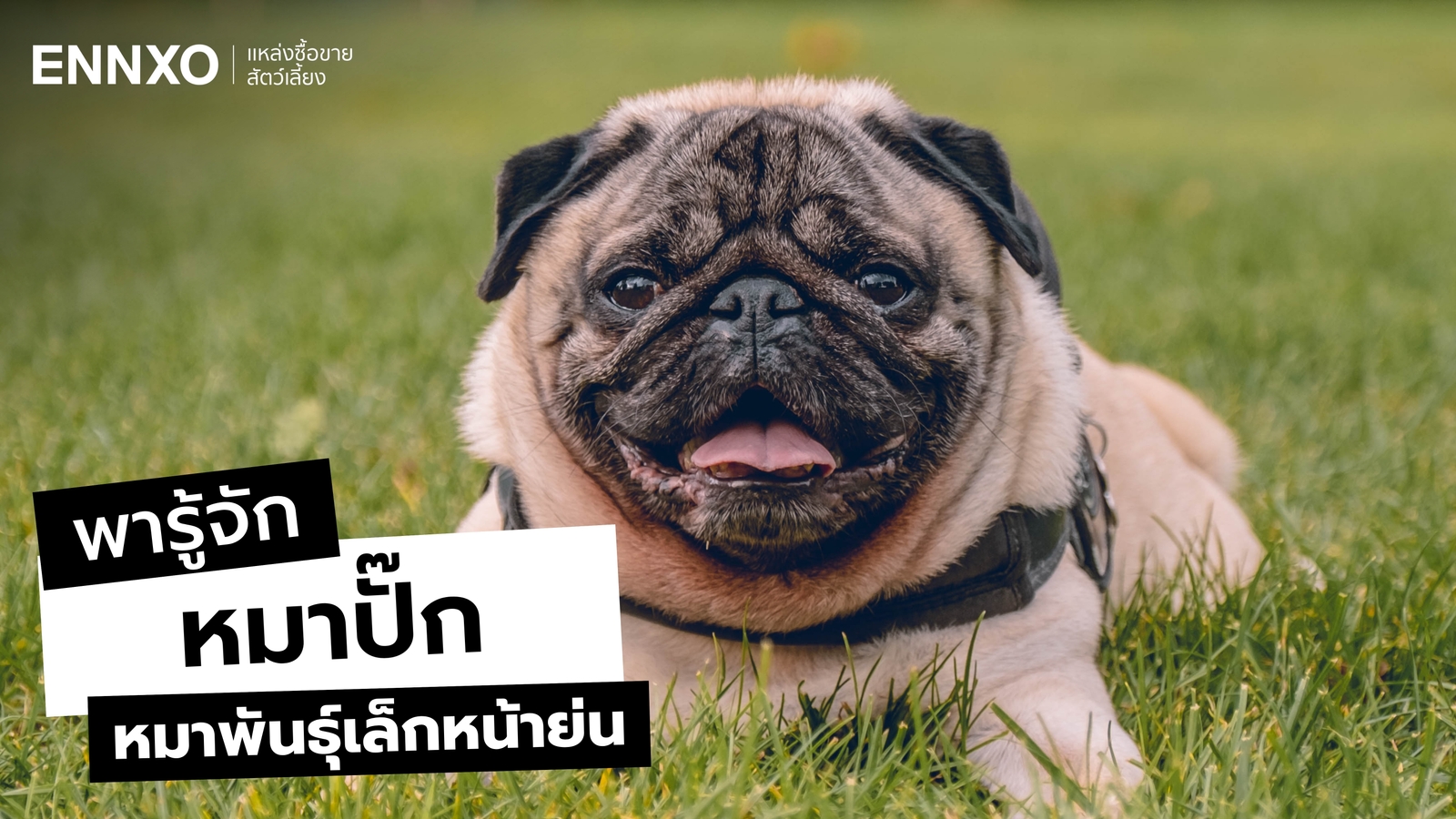 สุนัขพันธุ์ปั๊กแท้ (Pug) ลักษณะและนิสัยเป็นอย่างไร พร้อมวิธีเลี้ยง