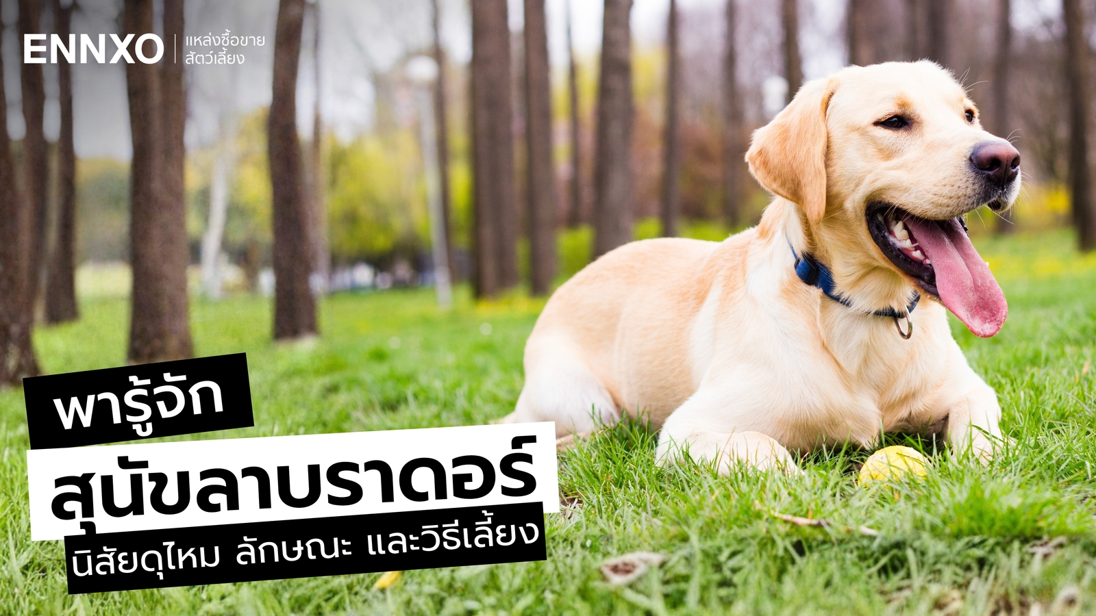 รู้จักสุนัขลาบราดอร์ (Labrador) นิสัยดุไหม ลักษณะ และวิธีเลี้ยง