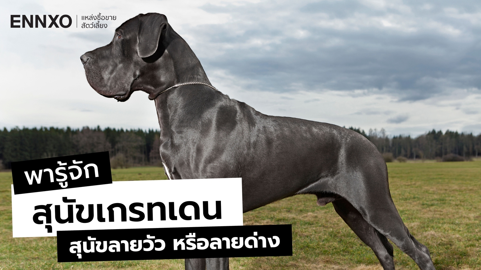 สุนัขเกรทเดน (Great Dane) หมาพันธุ์ใหญ่ไม่ดุ มีนิสัย ลักษณะอย่างไร