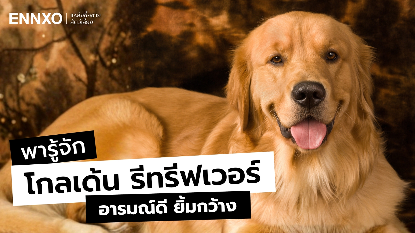รวมข้อมูลน่ารู้ อุปนิสัยของสุนัขโกลเด้น รีทรีฟเวอร์ Golden Retriever