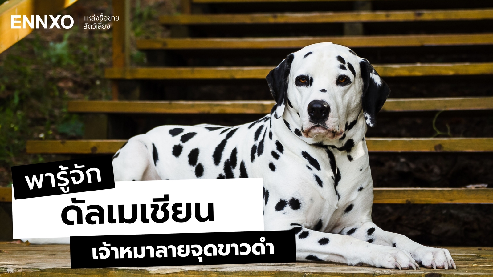 ดัลเมเชียน (Dalmatian) สุนัขลายจุด ลักษณะ นิสัยเป็นอย่างไร