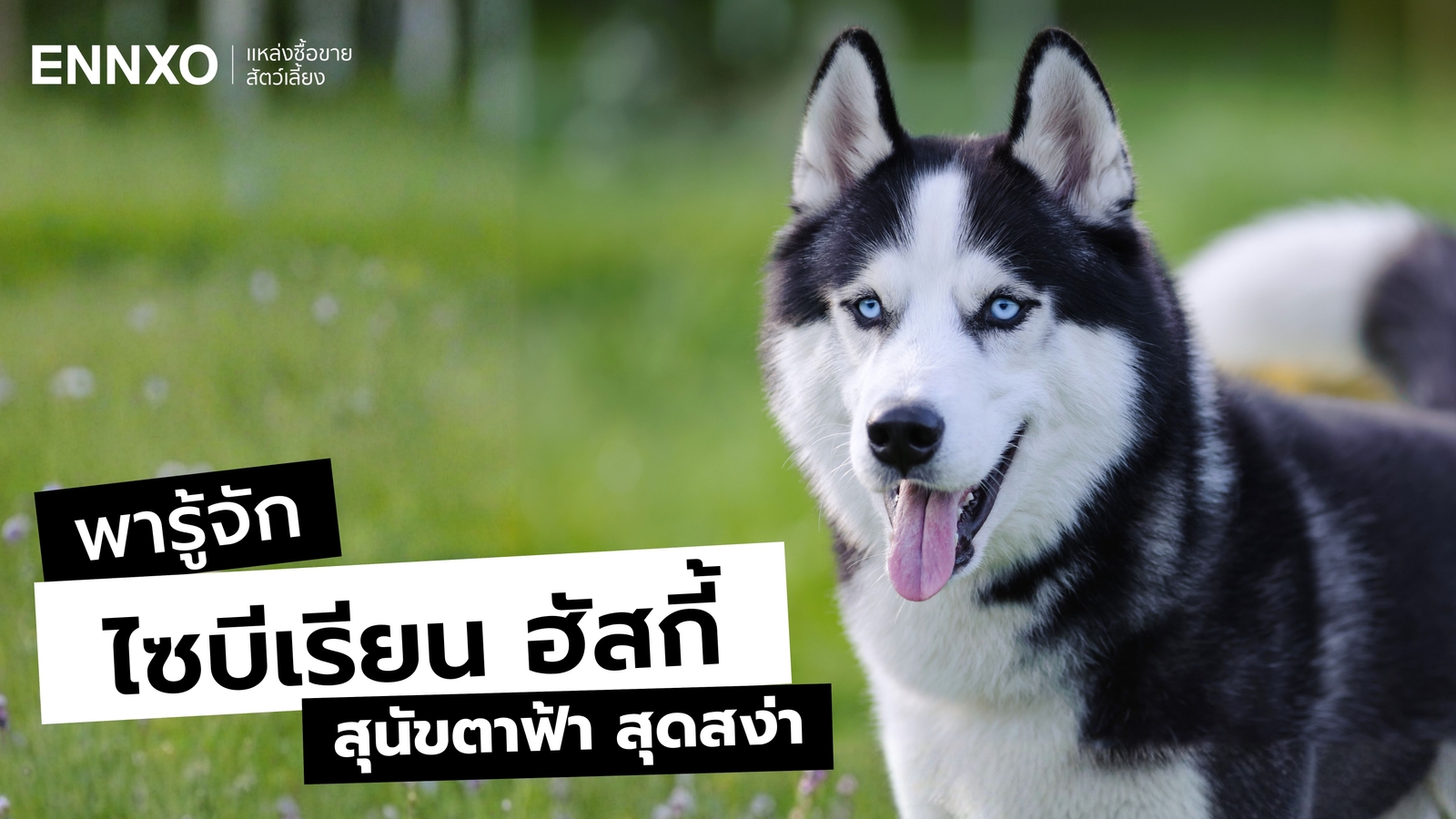 ลักษณะ นิสัย ไซบีเรียน ฮัสกี้ (Siberian Husky) สุนัขตาฟ้า สุดสง่า