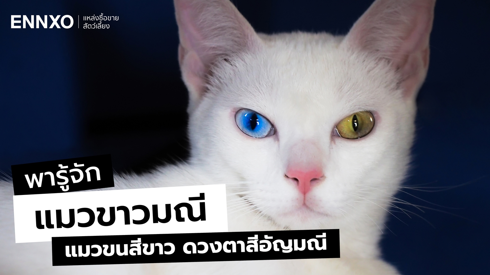 รู้จักแมวขาวมณี เจ้าแมวตาสองสี ลักษณะ นิสัยและความเชื่อ