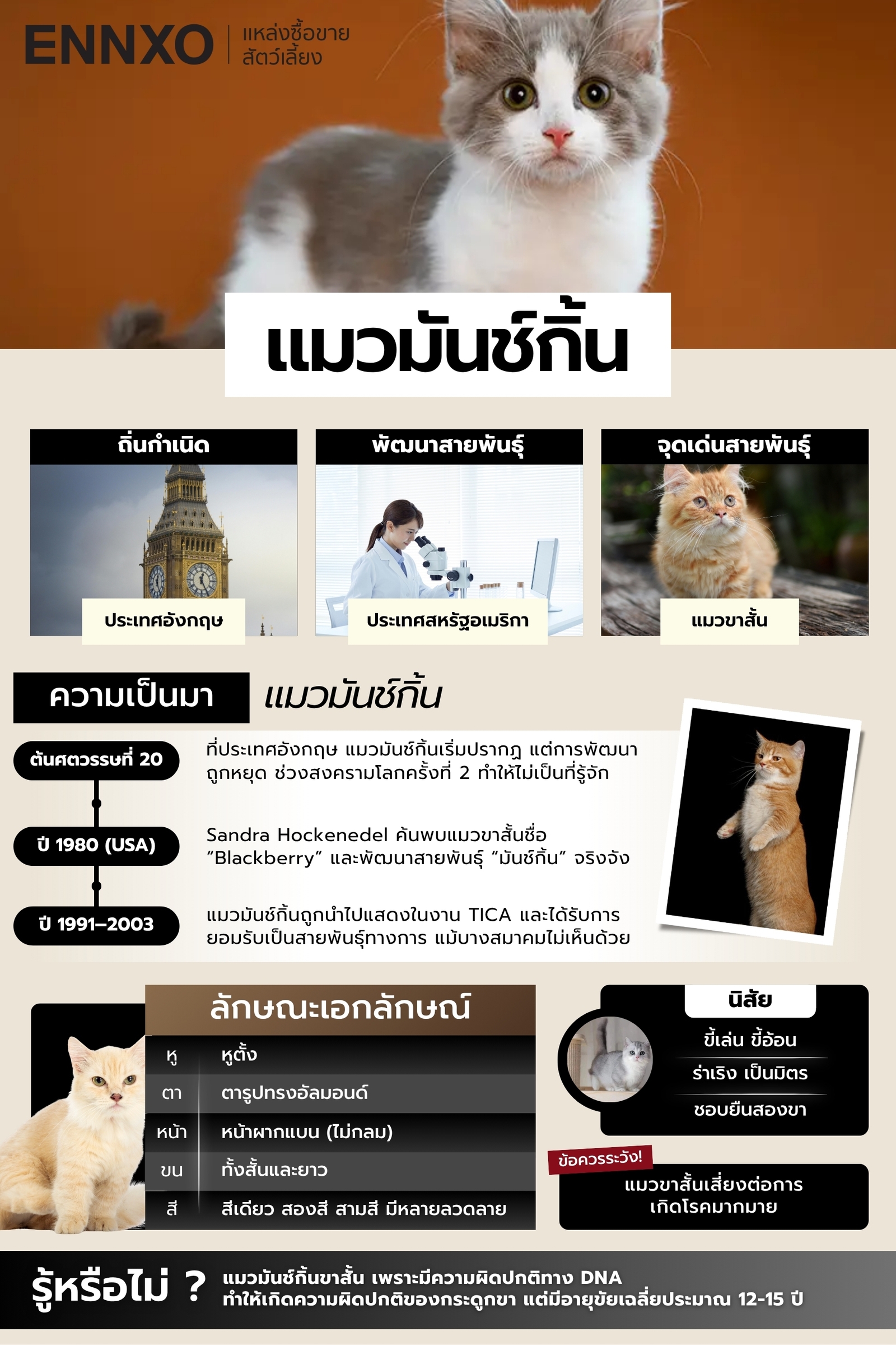 แมวมันช์กิ้น แมวขาสั้นที่ทาสแมวหลงรัก