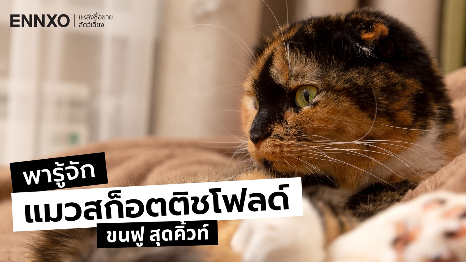 ลักษณะ นิสัย สก็อตติชโฟลด์ (Scottish Fold) แมวที่นิยมเลี้ยงมากที่สุด