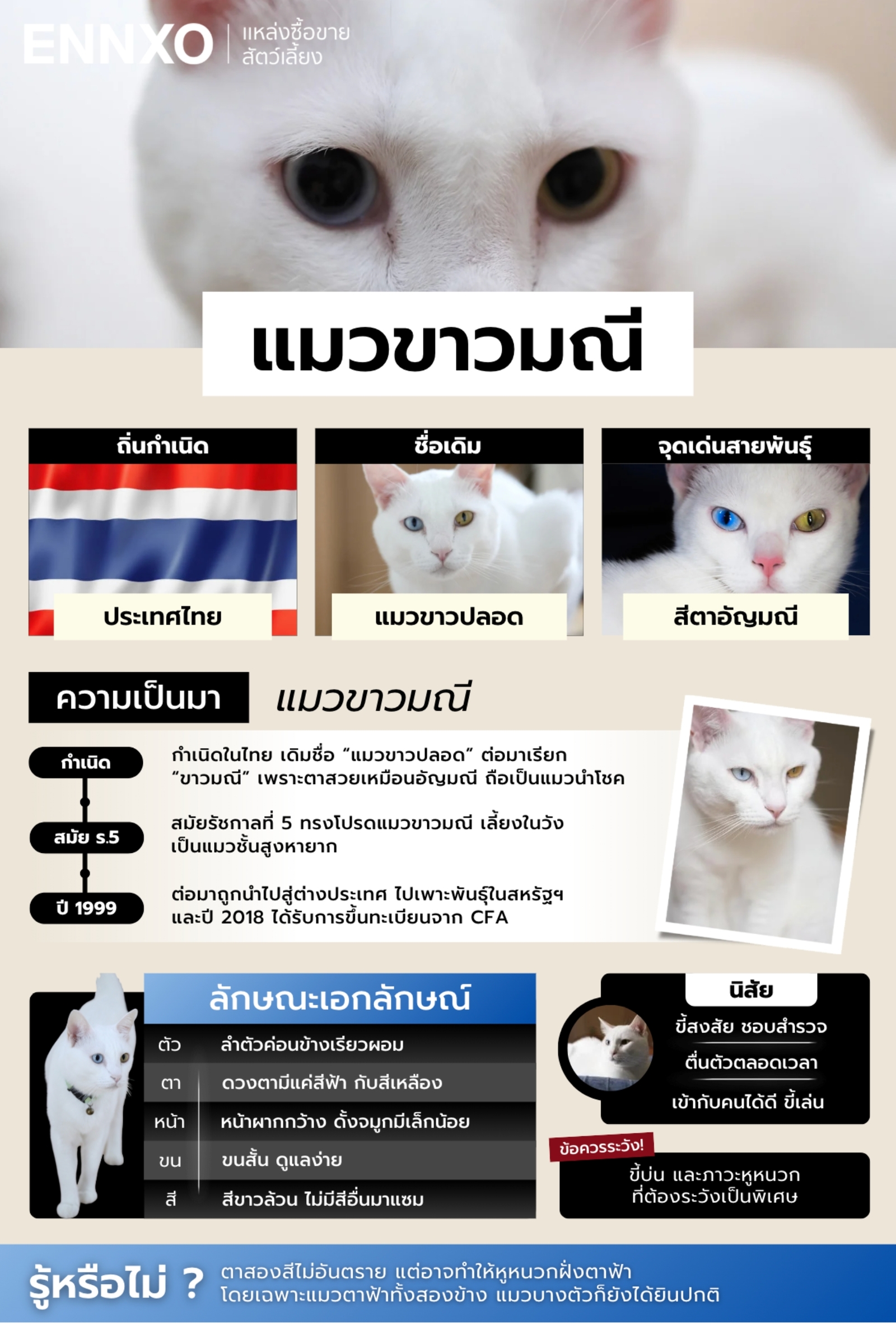 รวมข้อมูลลักษณะ นิสัย ของแมวขาวมณี