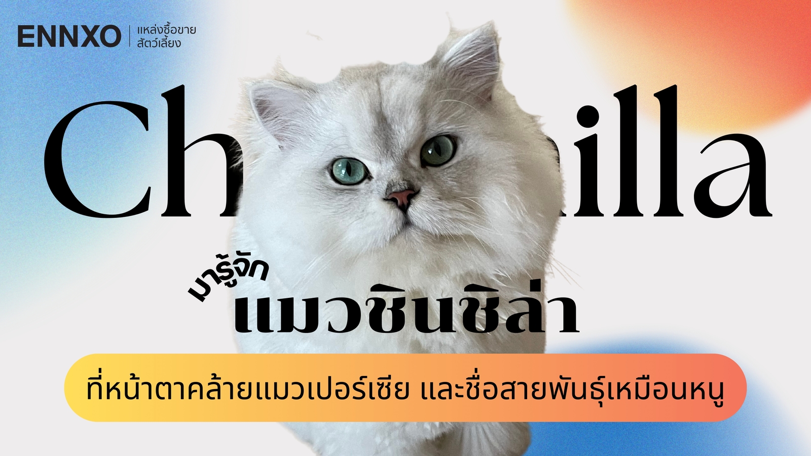 รู้จักลักษณะและนิสัยแมวชินชิล่า (Chinchilla) พันธุ์แมวสุดน่ารัก