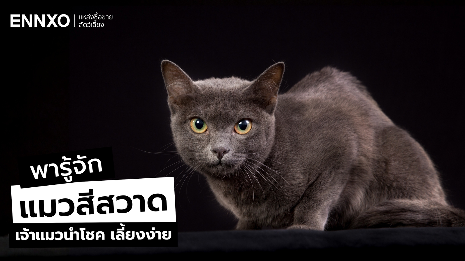 ลักษณะและนิสัยแมวสีสวาดนำโชค หรือโคราช (Korat) แมวนำโชคของคนไทย