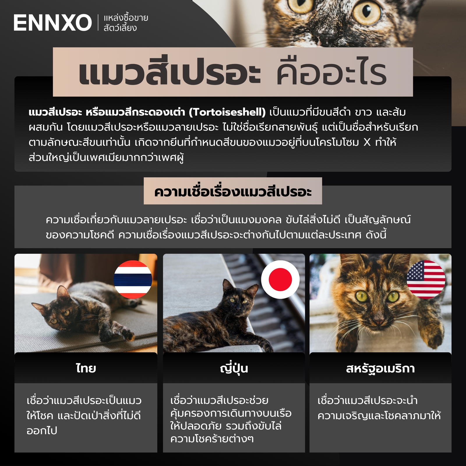 แมวสีเปรอะ คืออะไร พร้อมความเชื่อของแต่ละประเทศ