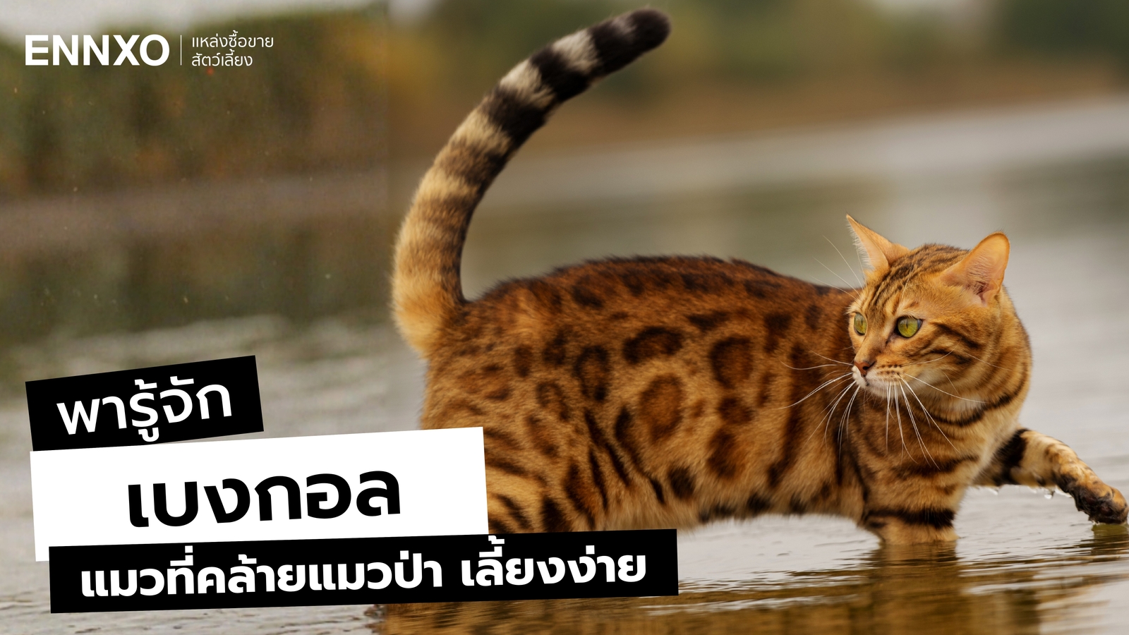 แมวเบงกอล (Bengal) มีกี่ลาย รู้จักนิสัย ลักษณะ การดูแล เลี้ยงยากไหม?