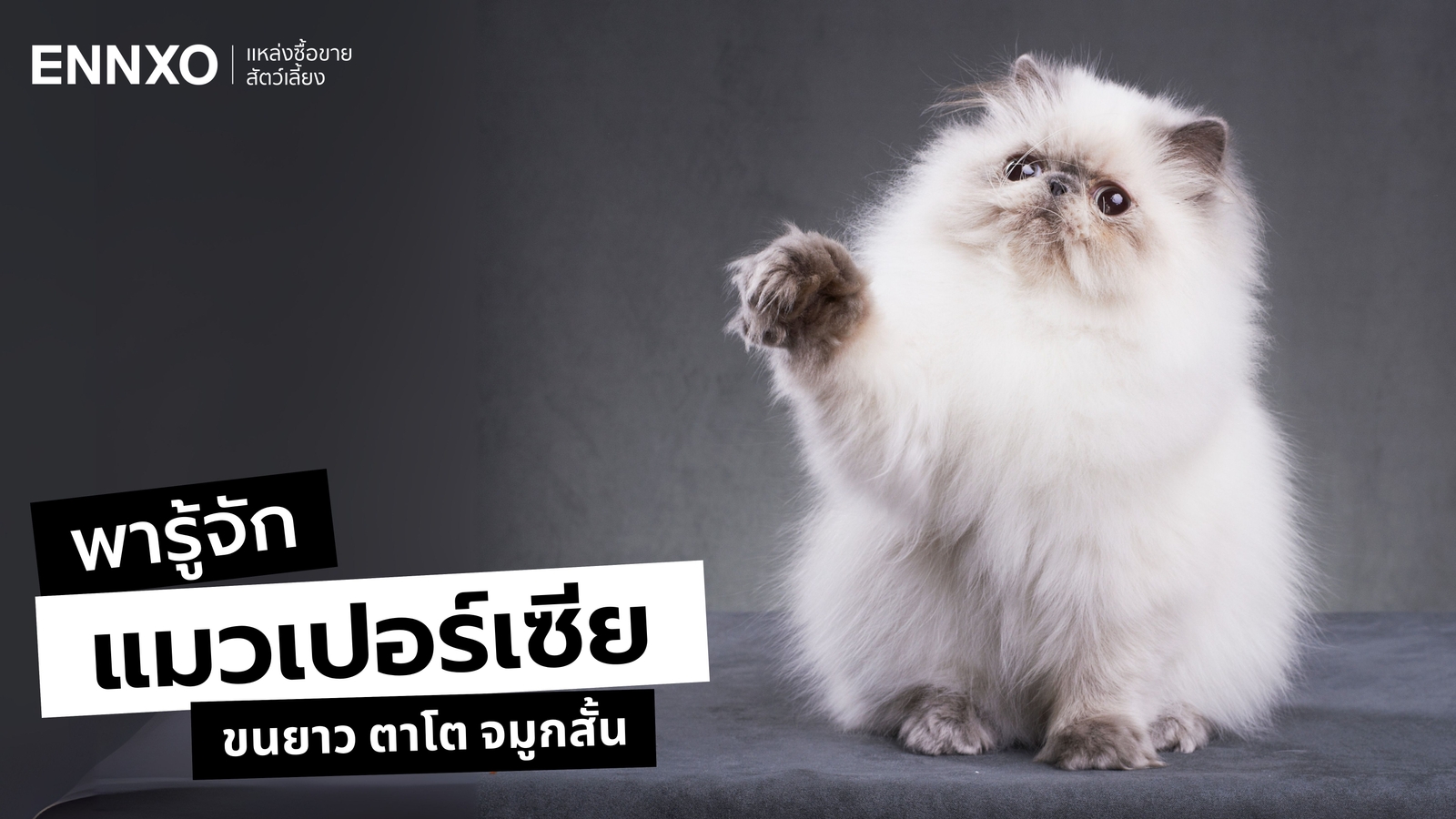 เปิดโลกแมวเปอร์เซีย (Persian) มีกี่สายพันธุ์ กี่สี พร้อมวิธีเลี้ยง