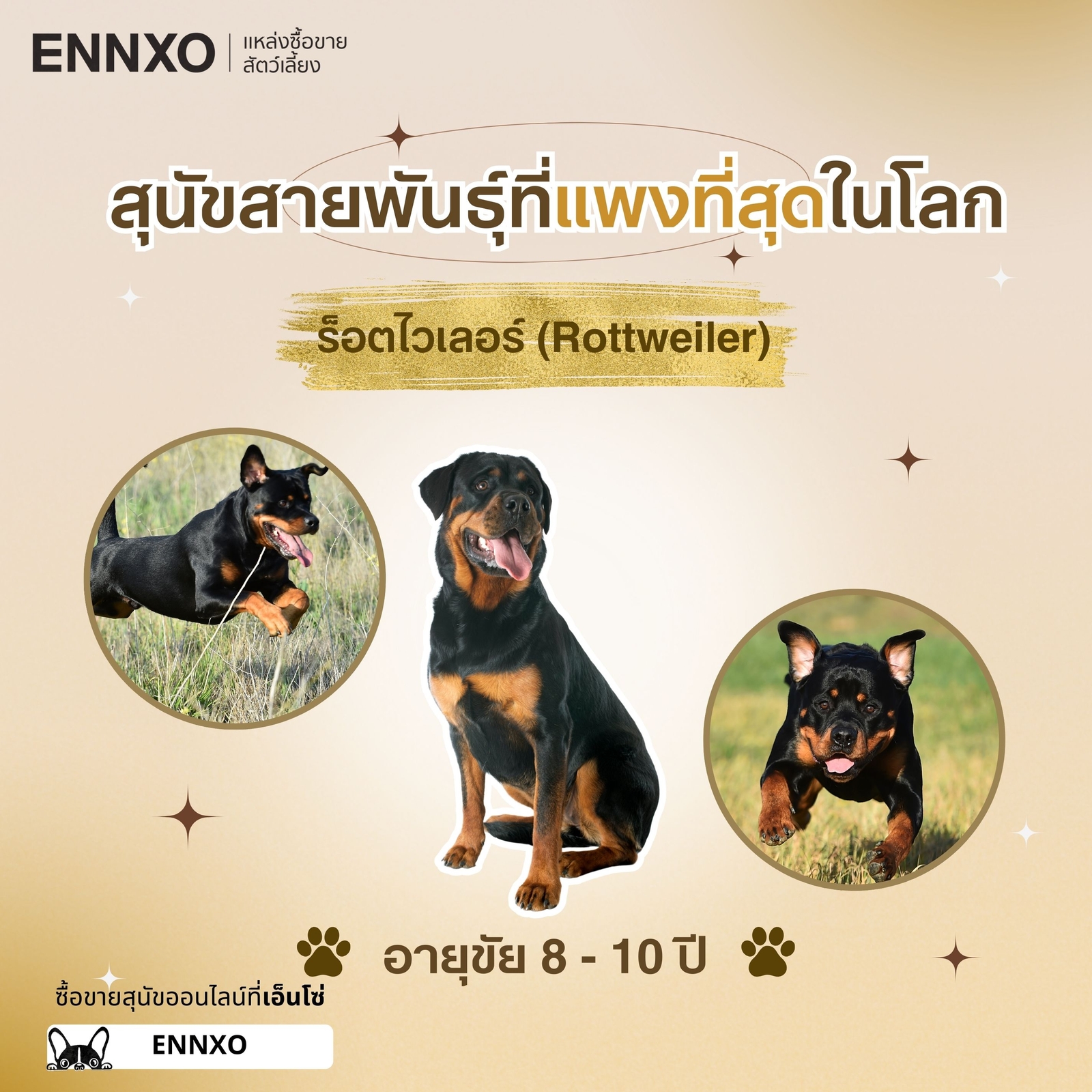 ร็อตไวเลอร์ Rottweiler หมาราคาสูง