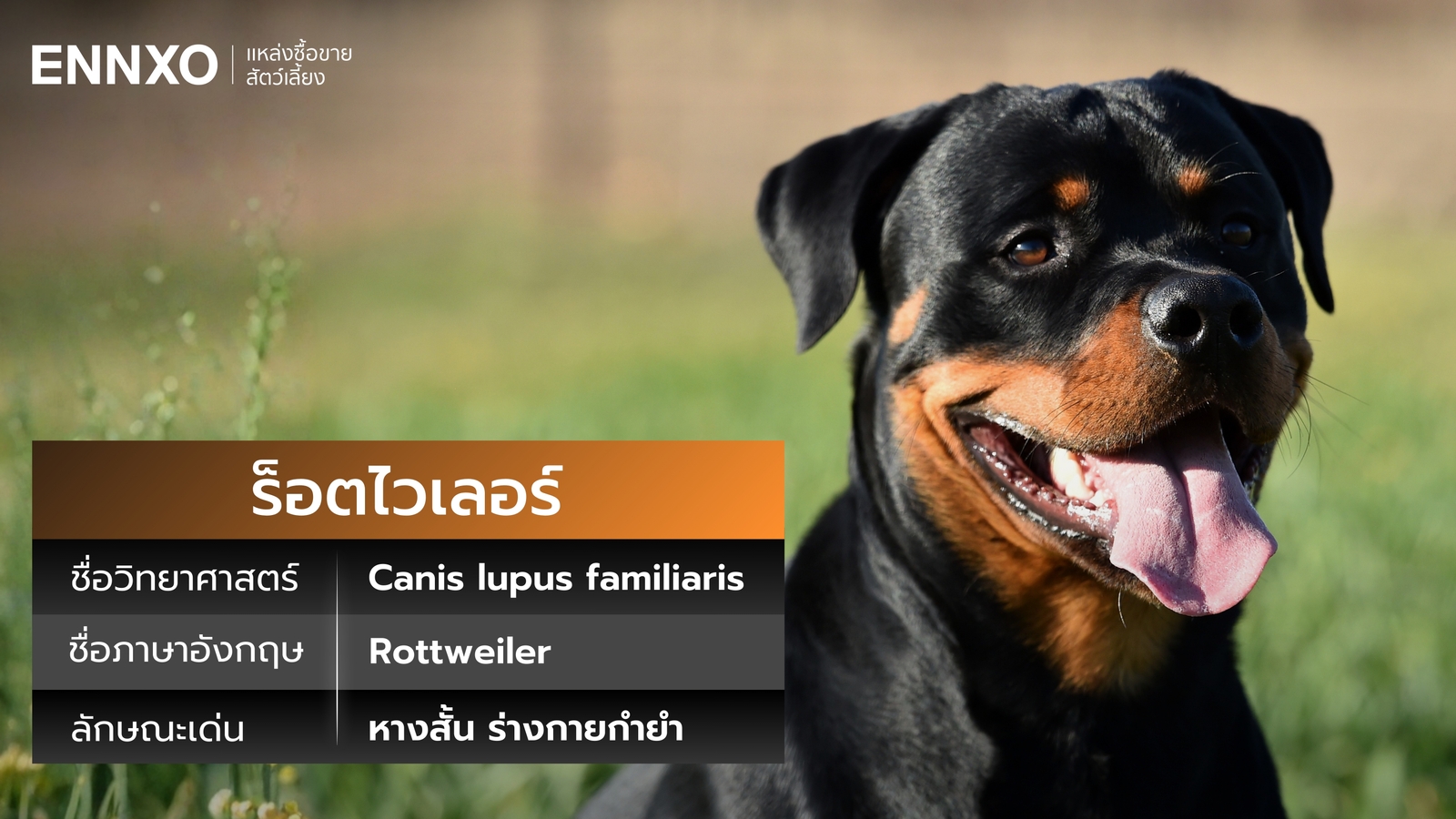 ชื่ออังกฤษ ชื่อวิทยาศาสตร์ของ สุนัขร็อตไวเลอร์