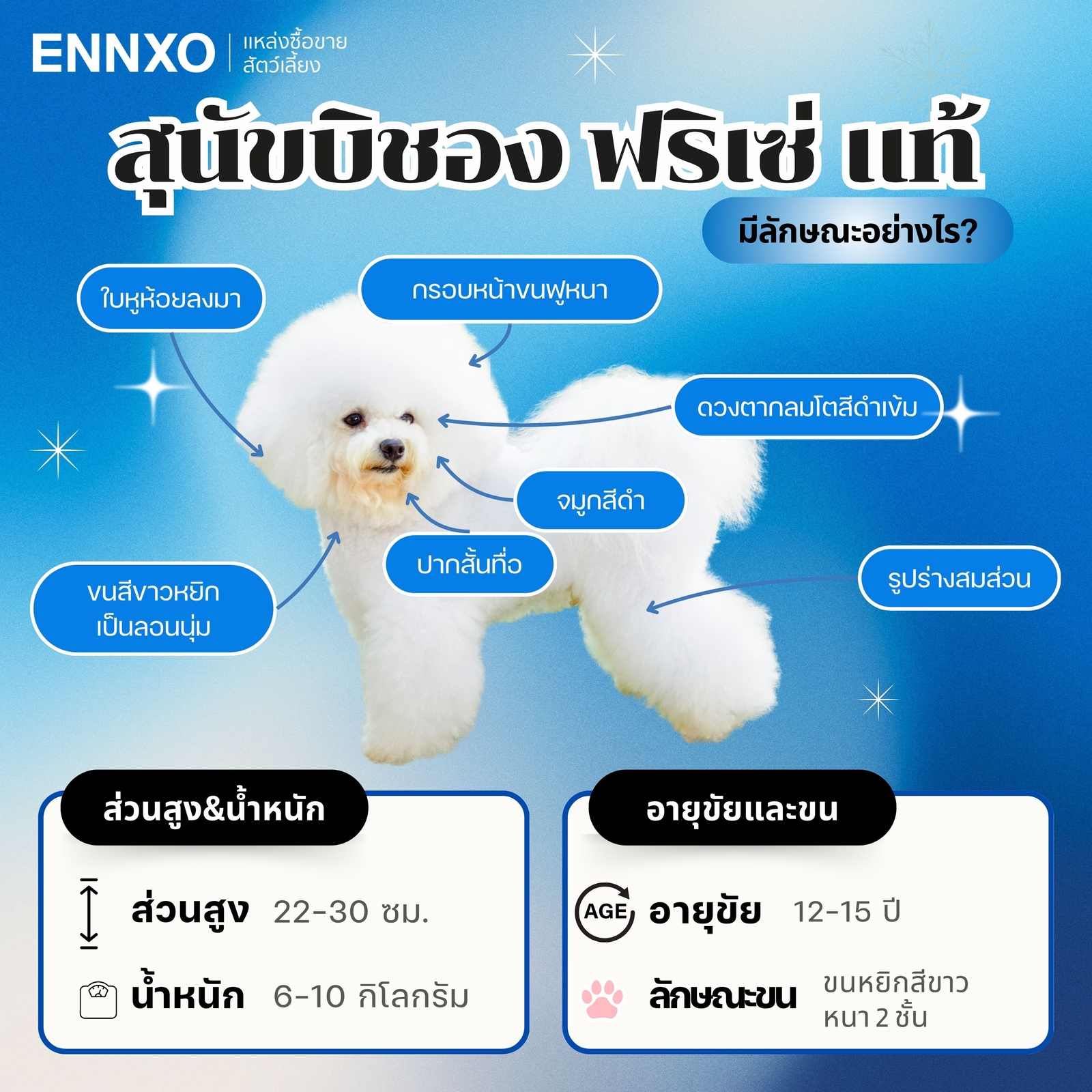ลักษณะ-บิชอง-ฟริเซ่-bichon-frise-แท้