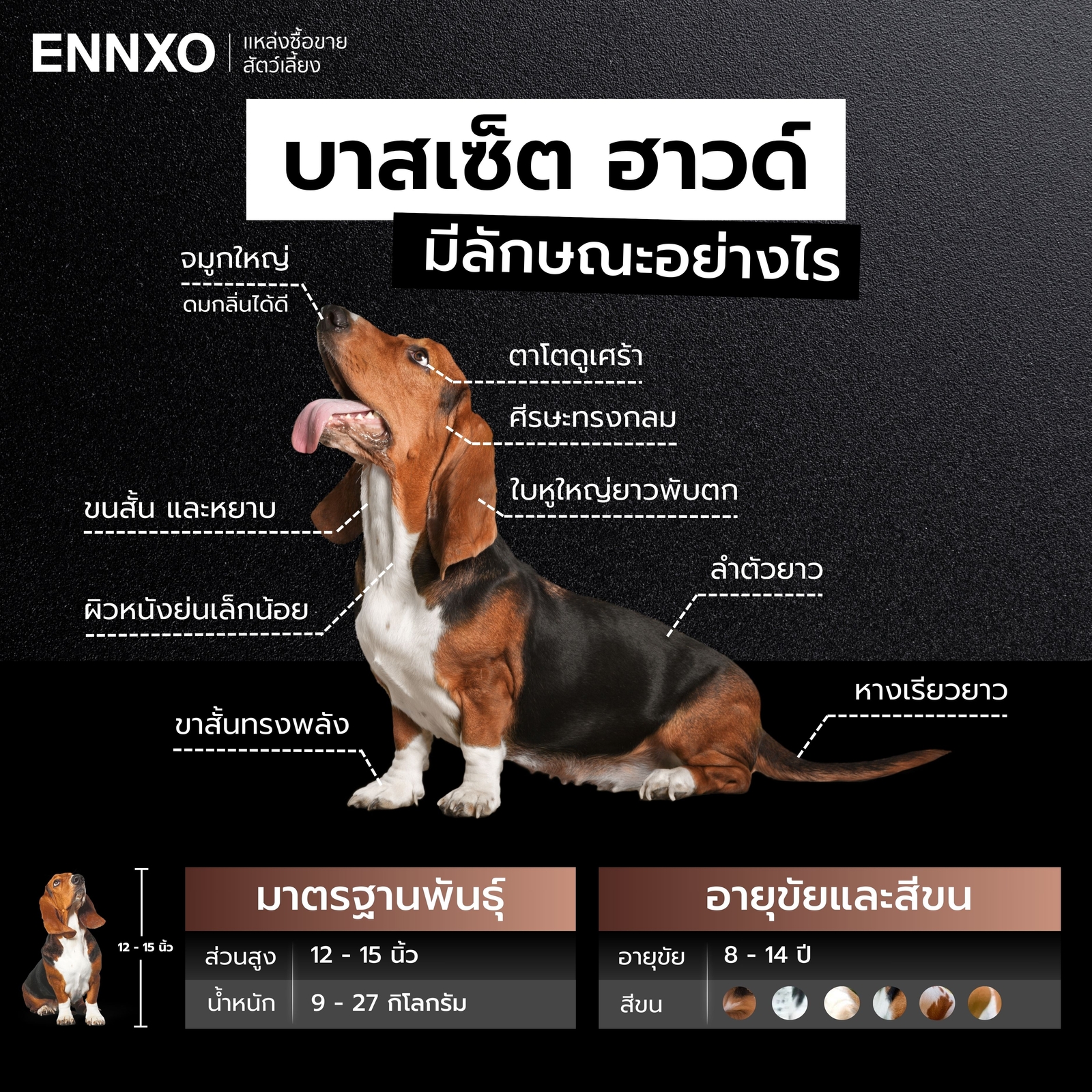 บาสเซ็ต ฮาวด์ ลักษณะ