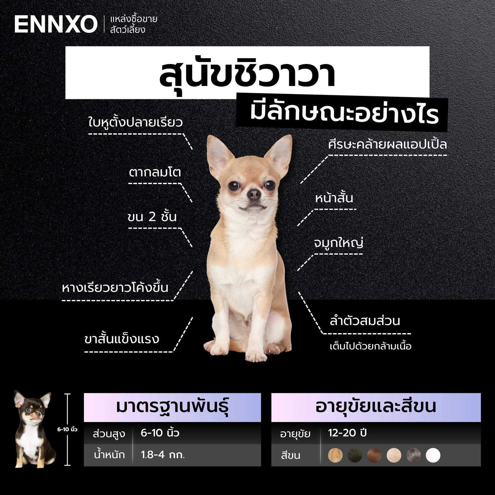 ชิวาวาลักษณะเป็นยังไง