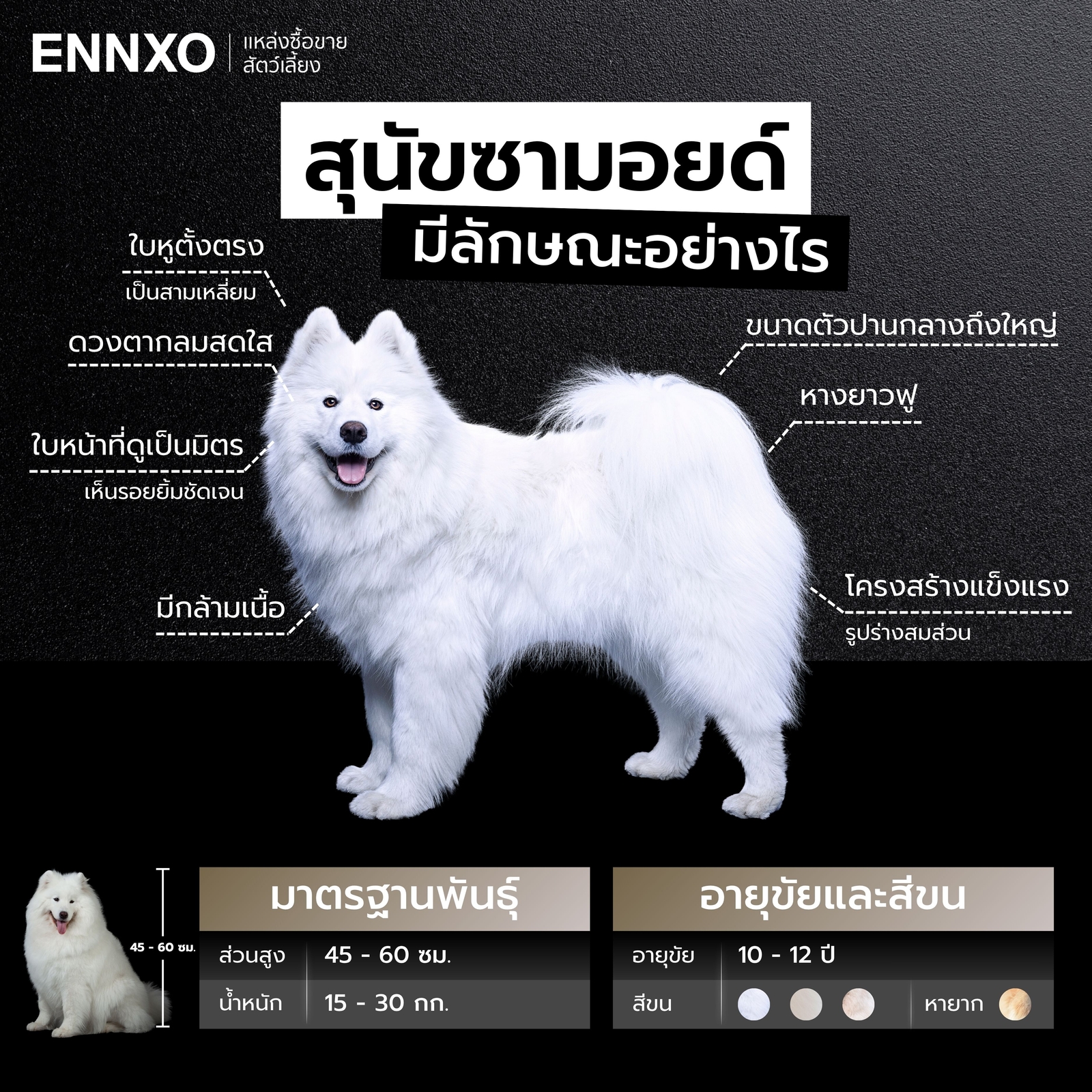 ลักษณะของสุนัขซามอยด์-เป็นอย่างไร