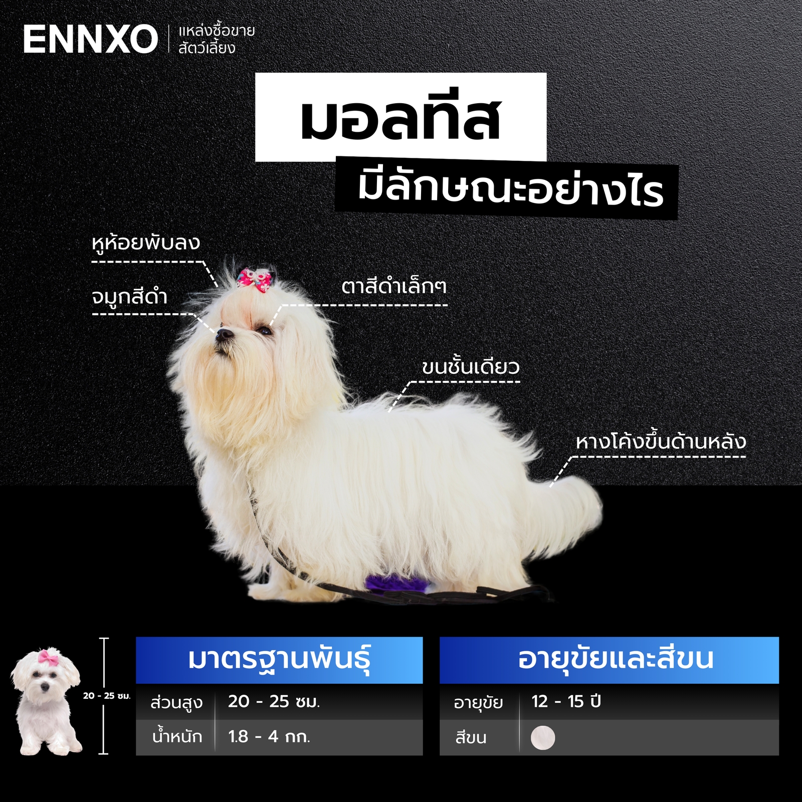 สุนัขมอลทีส ลักษณะทางกายภาพ