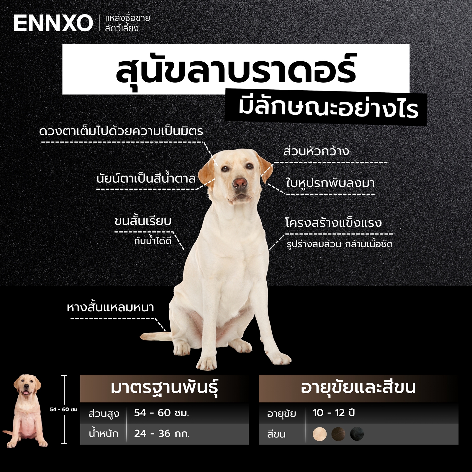 สุนัขลาบราดอร์ มีลักษณะเด่นอย่างไร