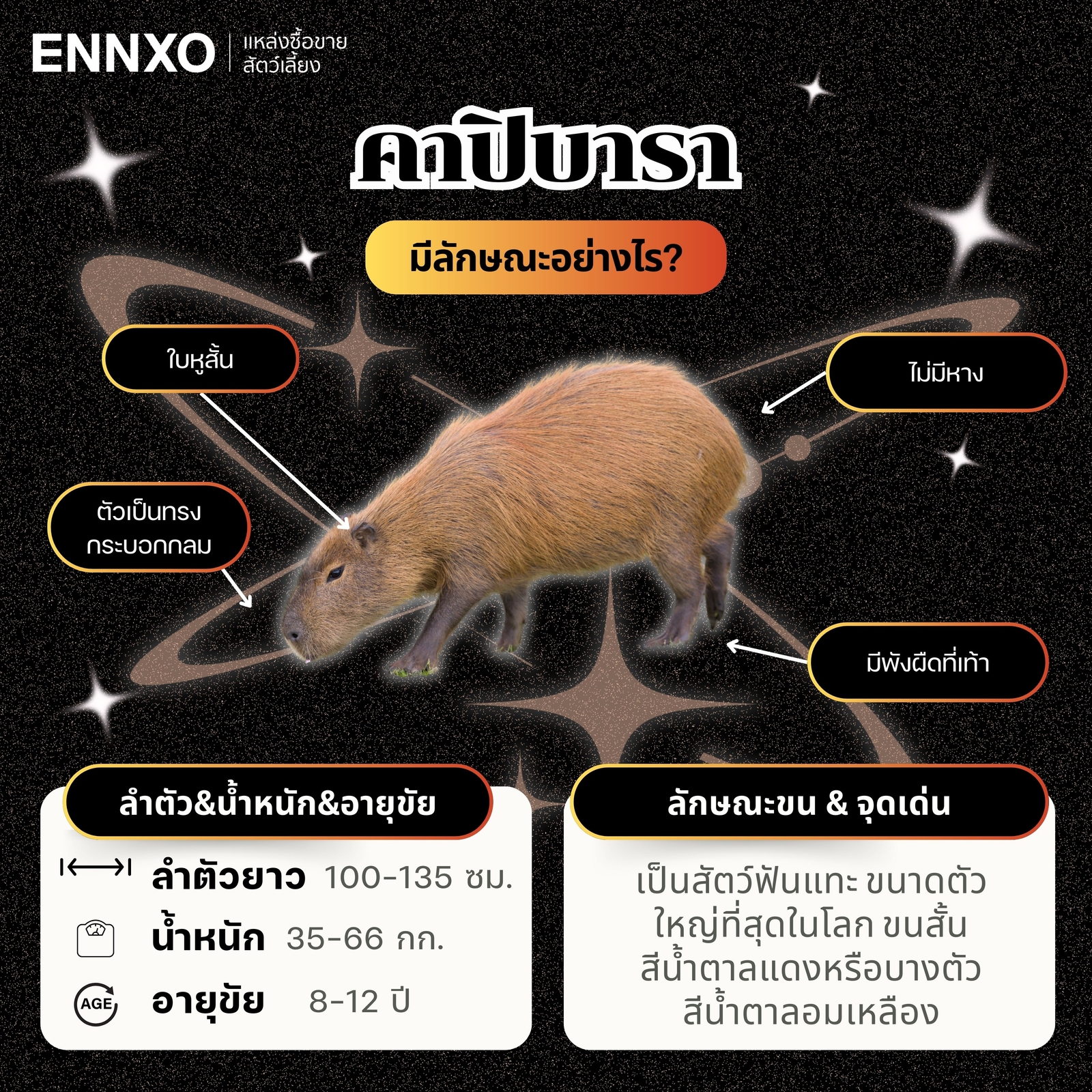 ลักษณะของหนูคาปิบาร่า