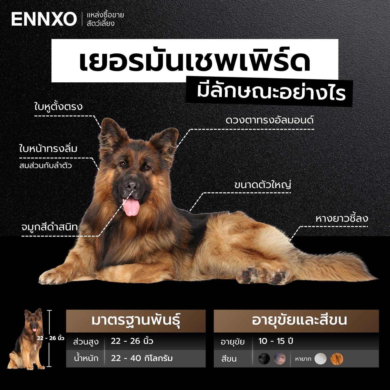 สุนัขเยอรมันเชพเพิร์ด ลักษณะเป็นยังไง