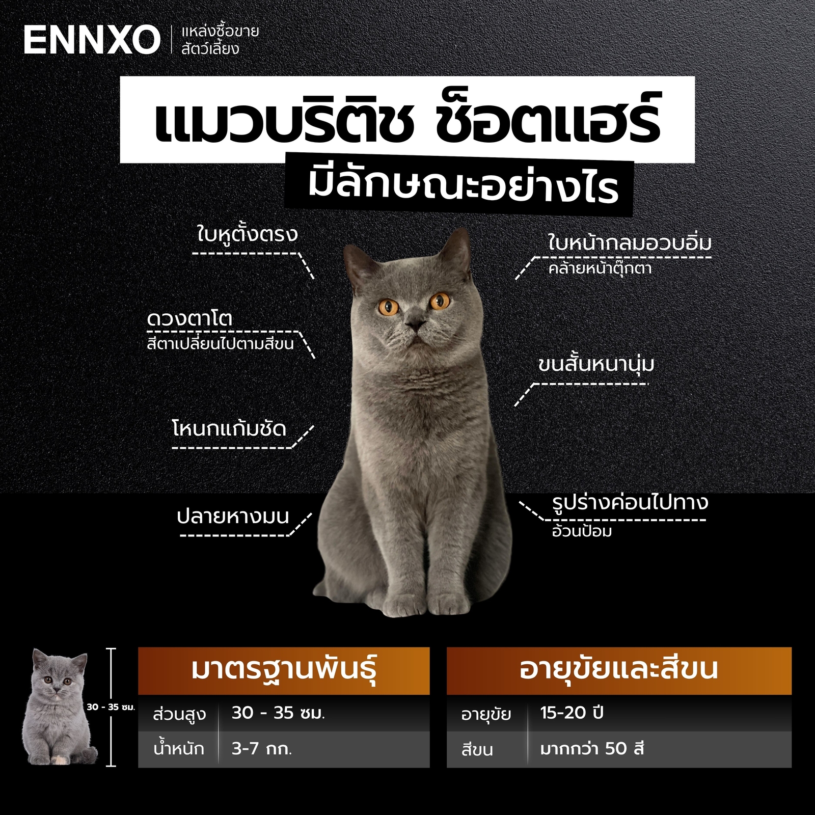 ลักษณะของแมวบริติช-ช็อตแฮร์-เป็นอย่างไร