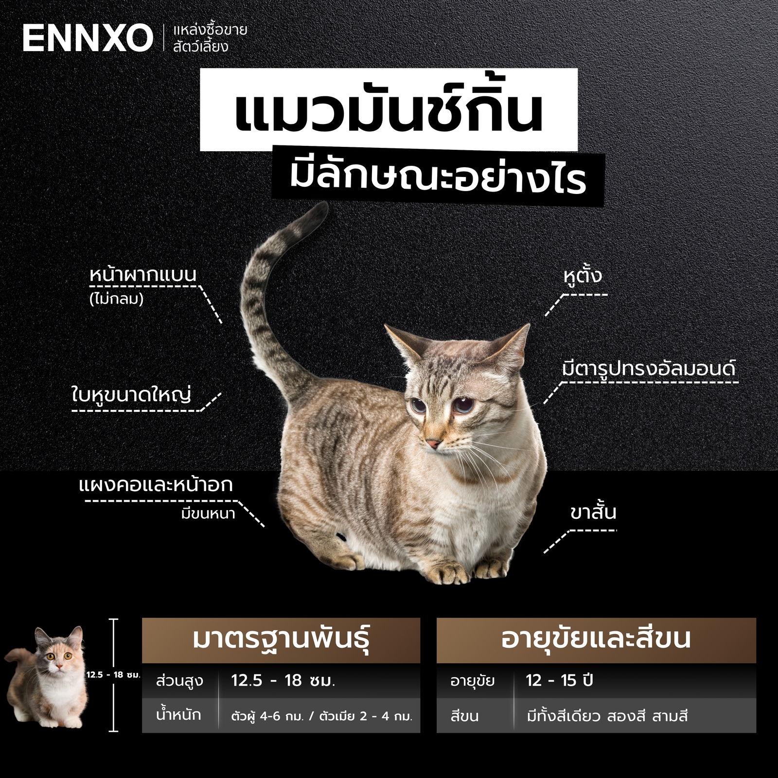 แมวมันช์กิ้น แท้ มีลักษณะยังไง