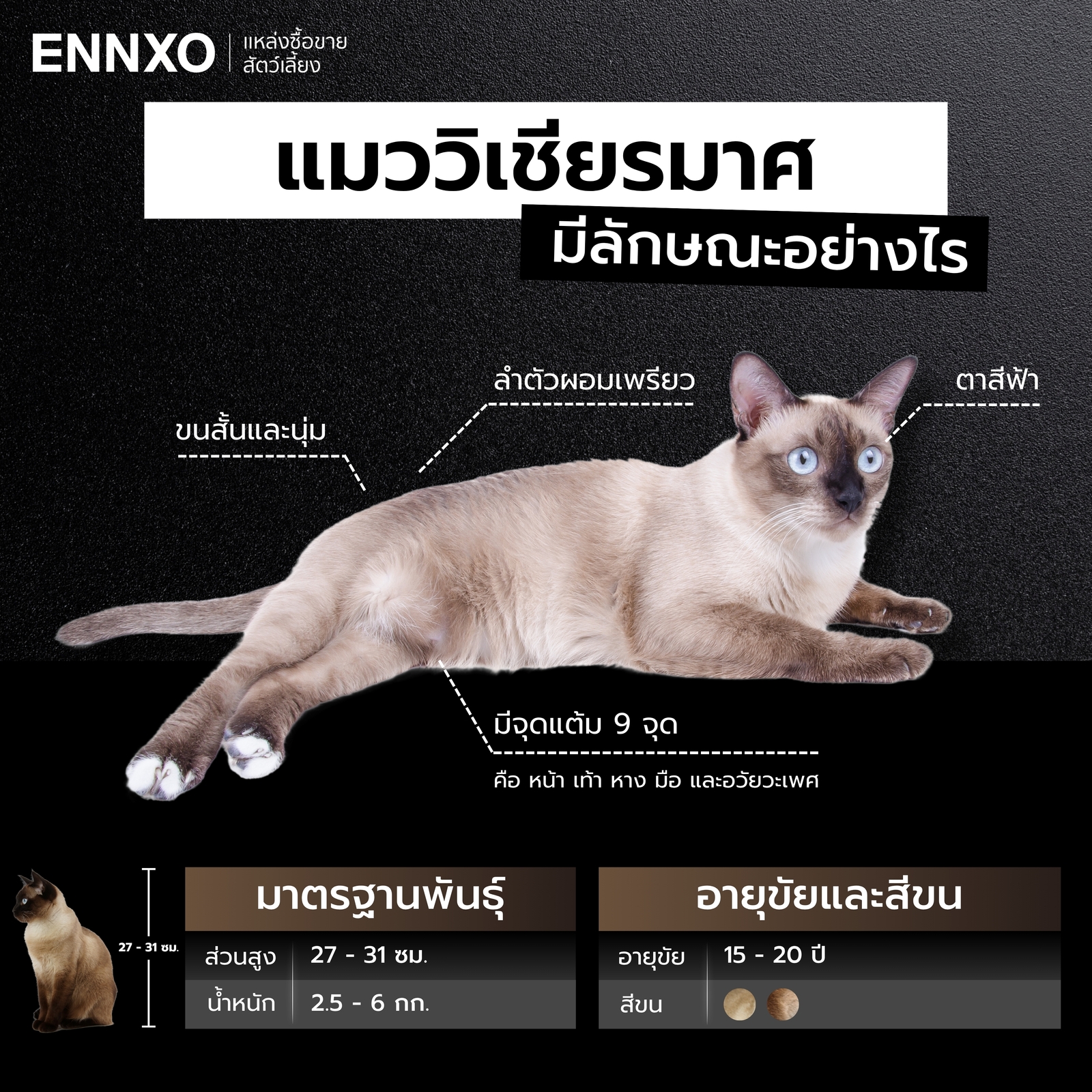 แมววิเชียรมาศ ลักษณะเด่นเป็นอย่างไร