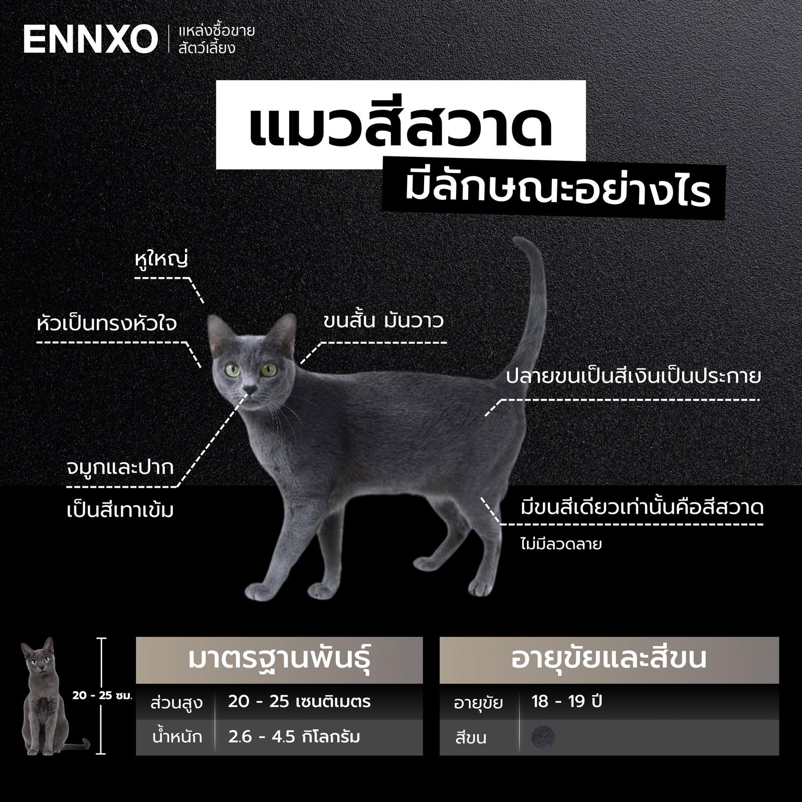 แมวโคราช มีลักษณะทางกายภาพอย่างไร