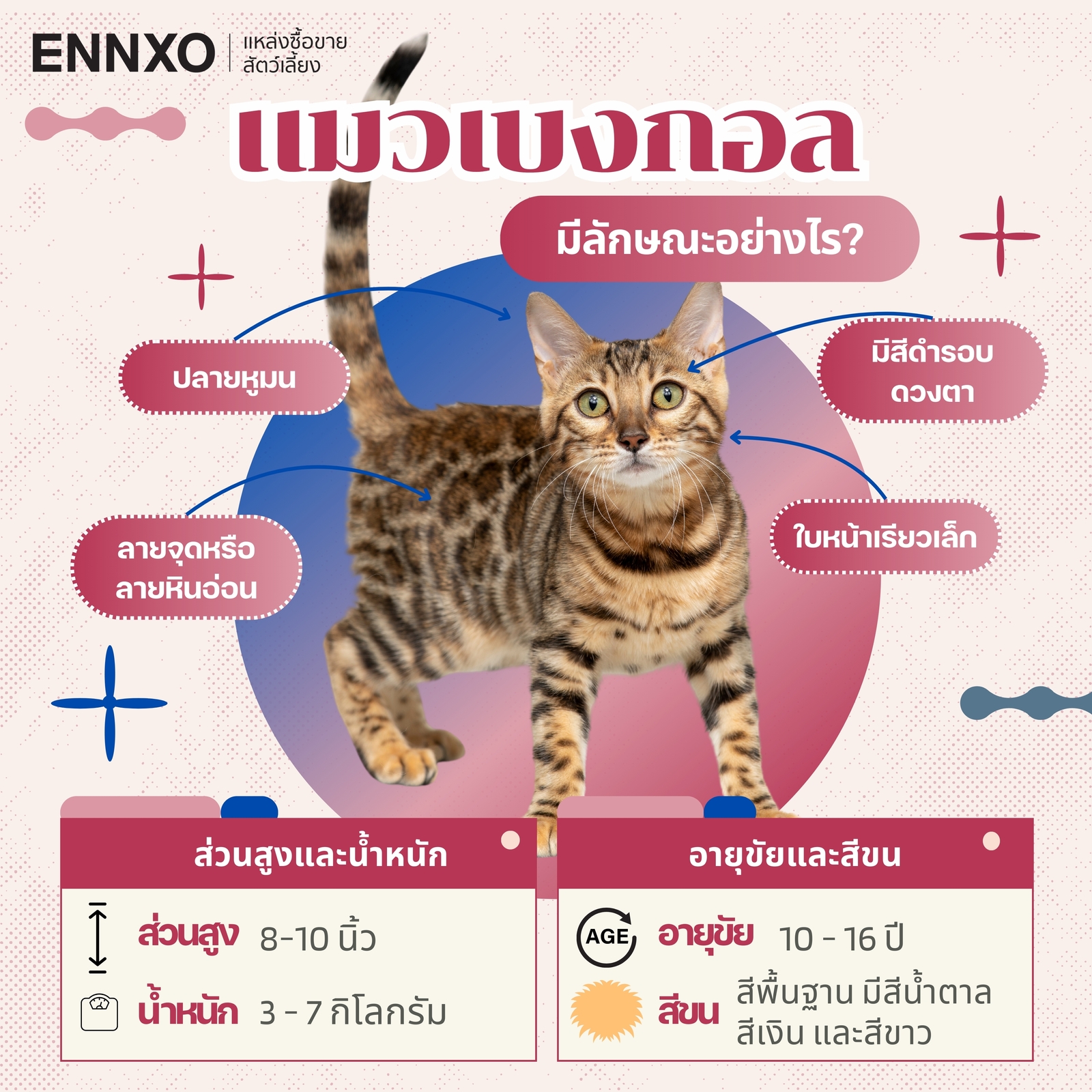 ข้อมูลเกี่ยวกับแมวเบงกอล (Bengal Cat)