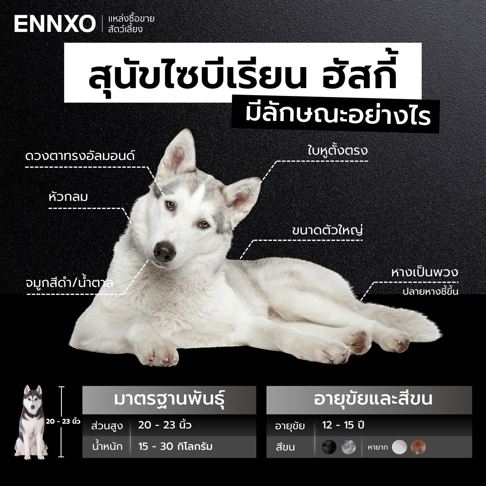 ลักษณะของไซบีเรียนฮัสกี้เป็นอย่างไร