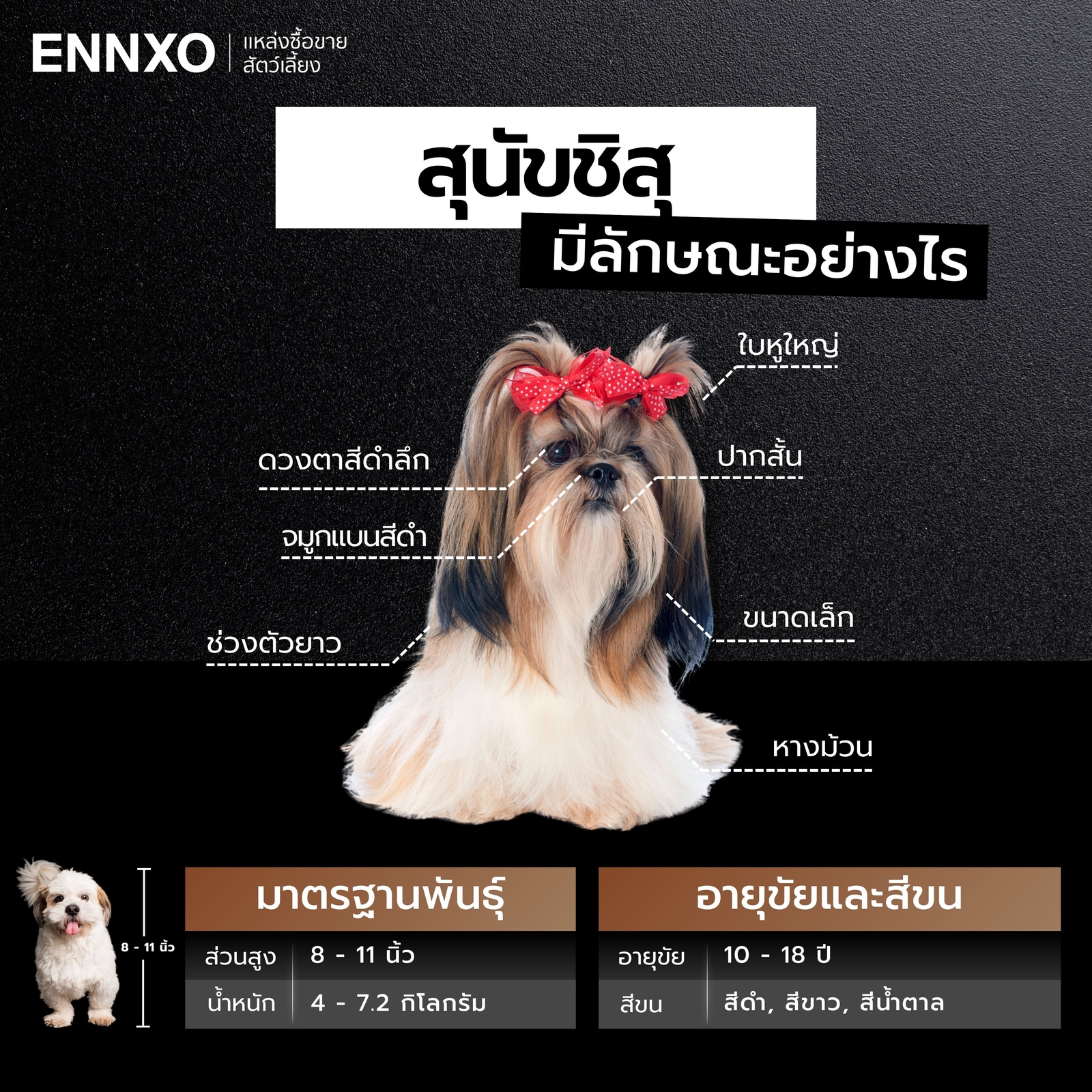 ลักษณะชิสุ แท้ดูยังไง