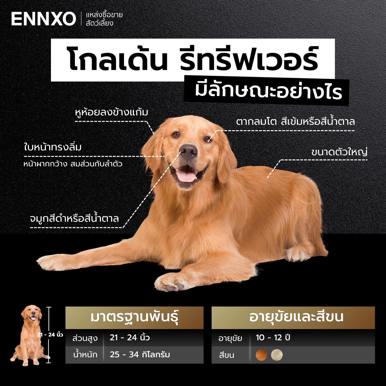 สุนัขโกลเด้นมีลักษณะอย่างไร