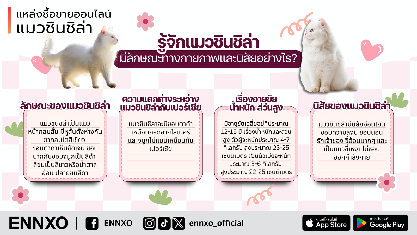 รู้จักแมวชินชิล่า Chinchilla สายพันธุ์น่าเลี้ยง