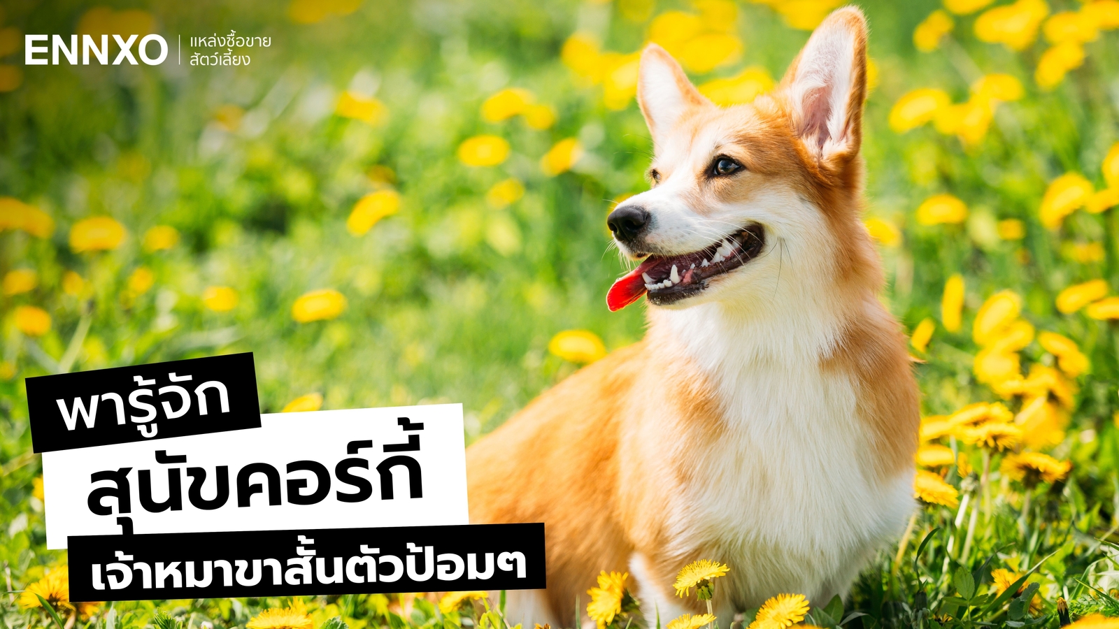 คอร์กี้ (Corgi) เจ้าหมาขาสั้นสุดน่ารัก ลักษณะ นิสัยเลี้ยงยากไหม