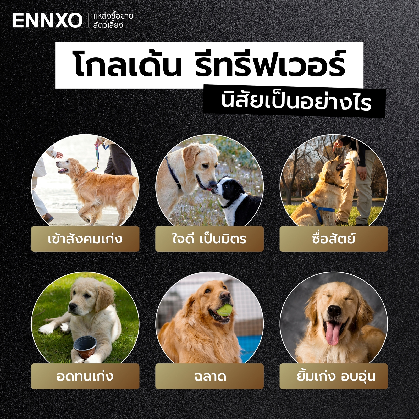 นิสัยสุนัขโกลเด้น เลี้ยงยากไหม