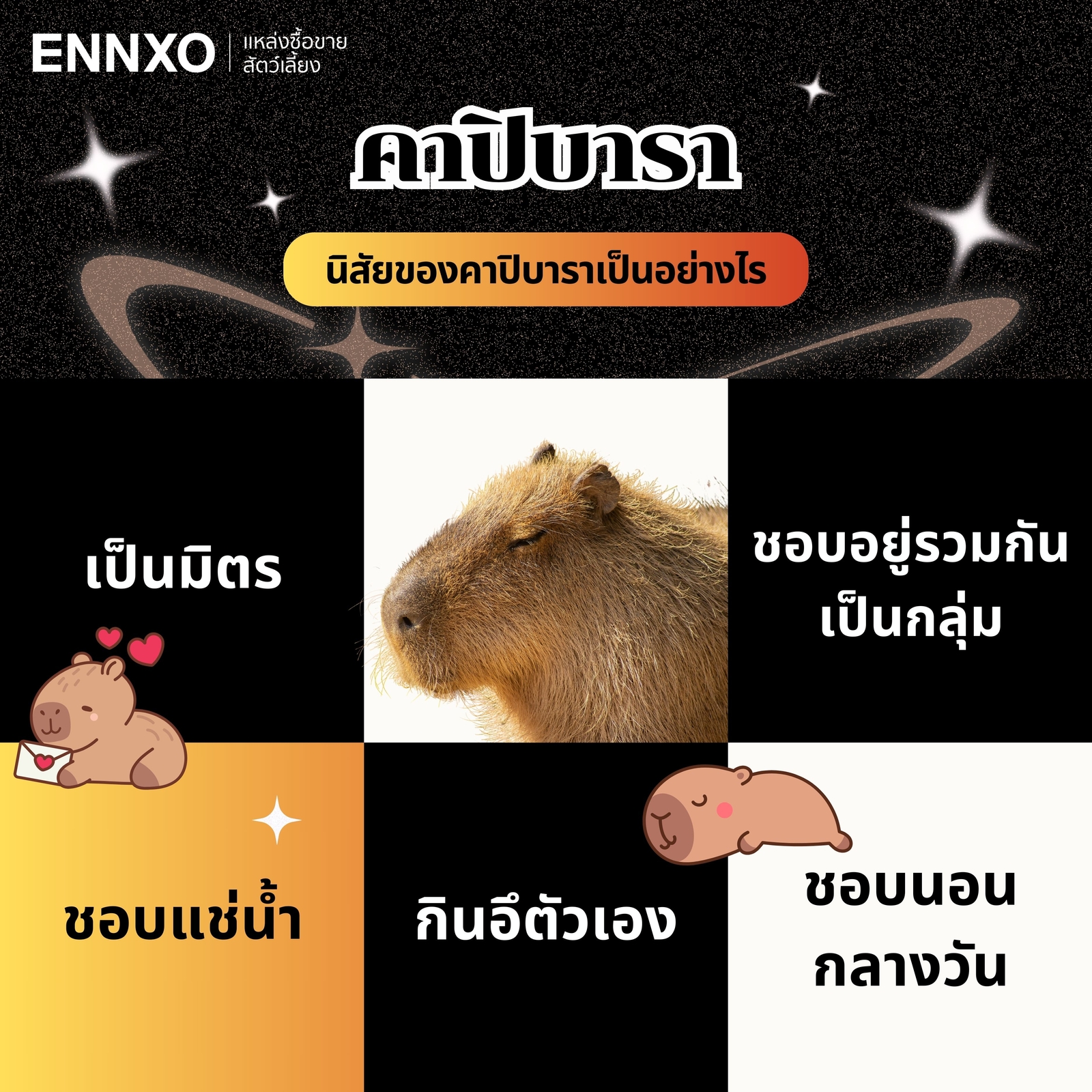 ลักษณะนิสัยคาปิบาร่าเป็นอย่างไร