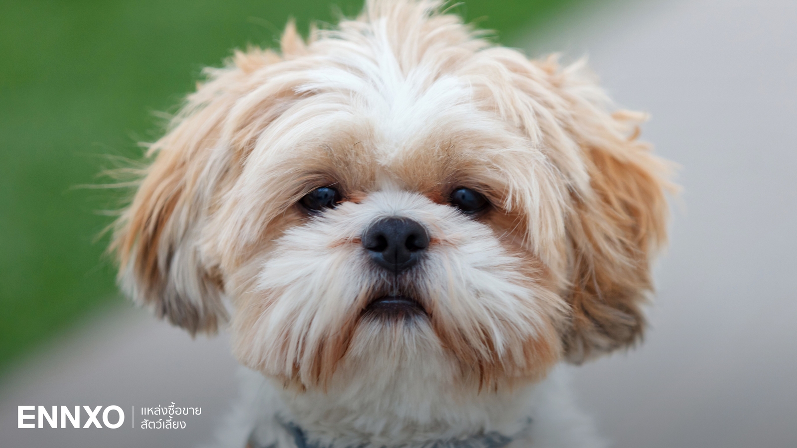 ลักษณะ และนิสัย ชิสุ (Shih Tzu) สุนัขแสนรู้ ใครเห็นก็ตกหลุมรัก