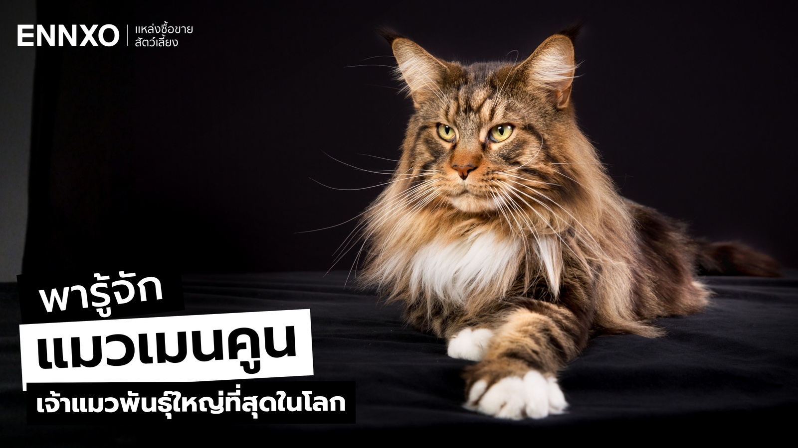 วิธีเลี้ยงแมวเมนคูน (Maine Coon) เจ้าแมวพันธุ์ใหญ่ที่สุดในโลก