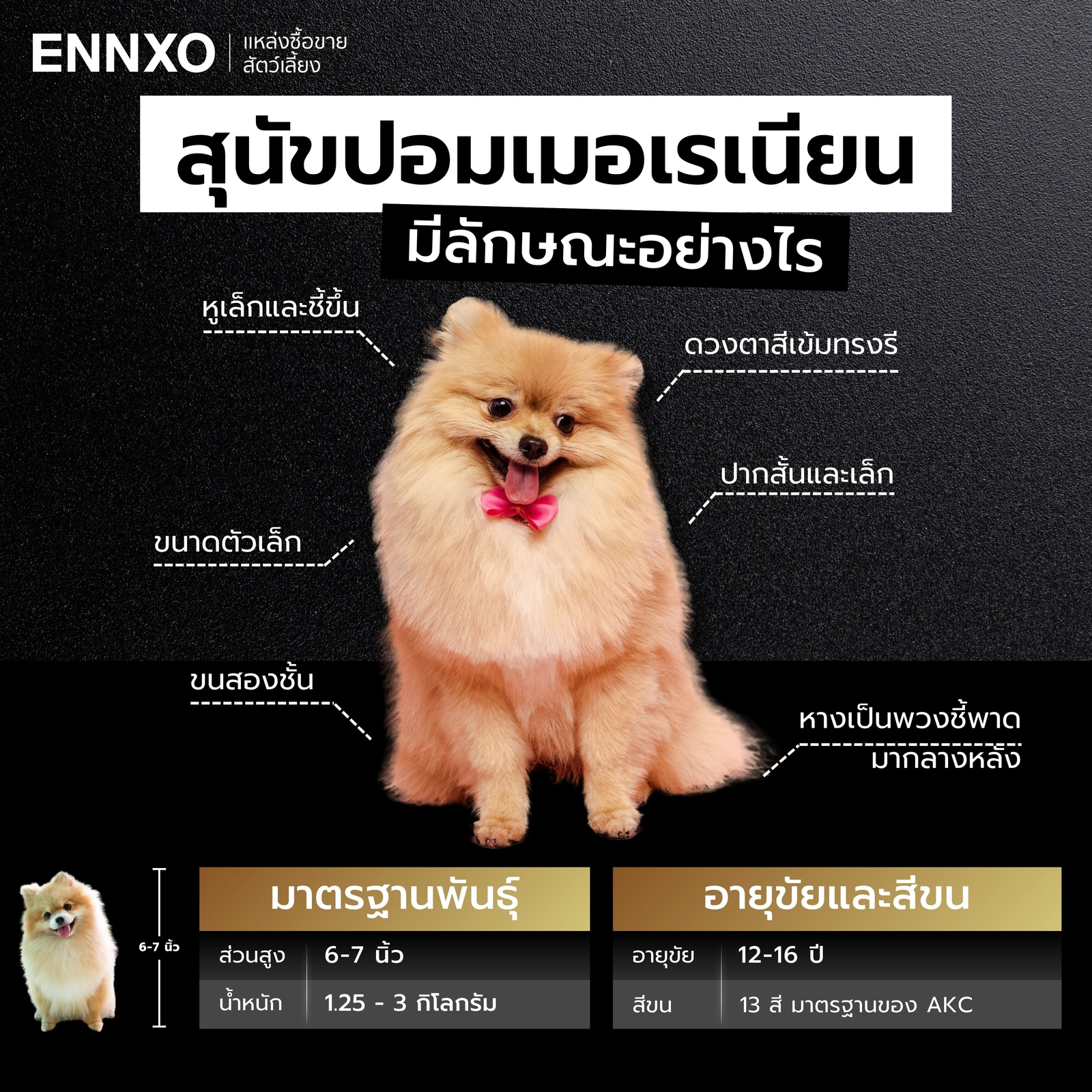 ลักษณะปอมเมอเรเนียน แท้เป็นอย่างไร