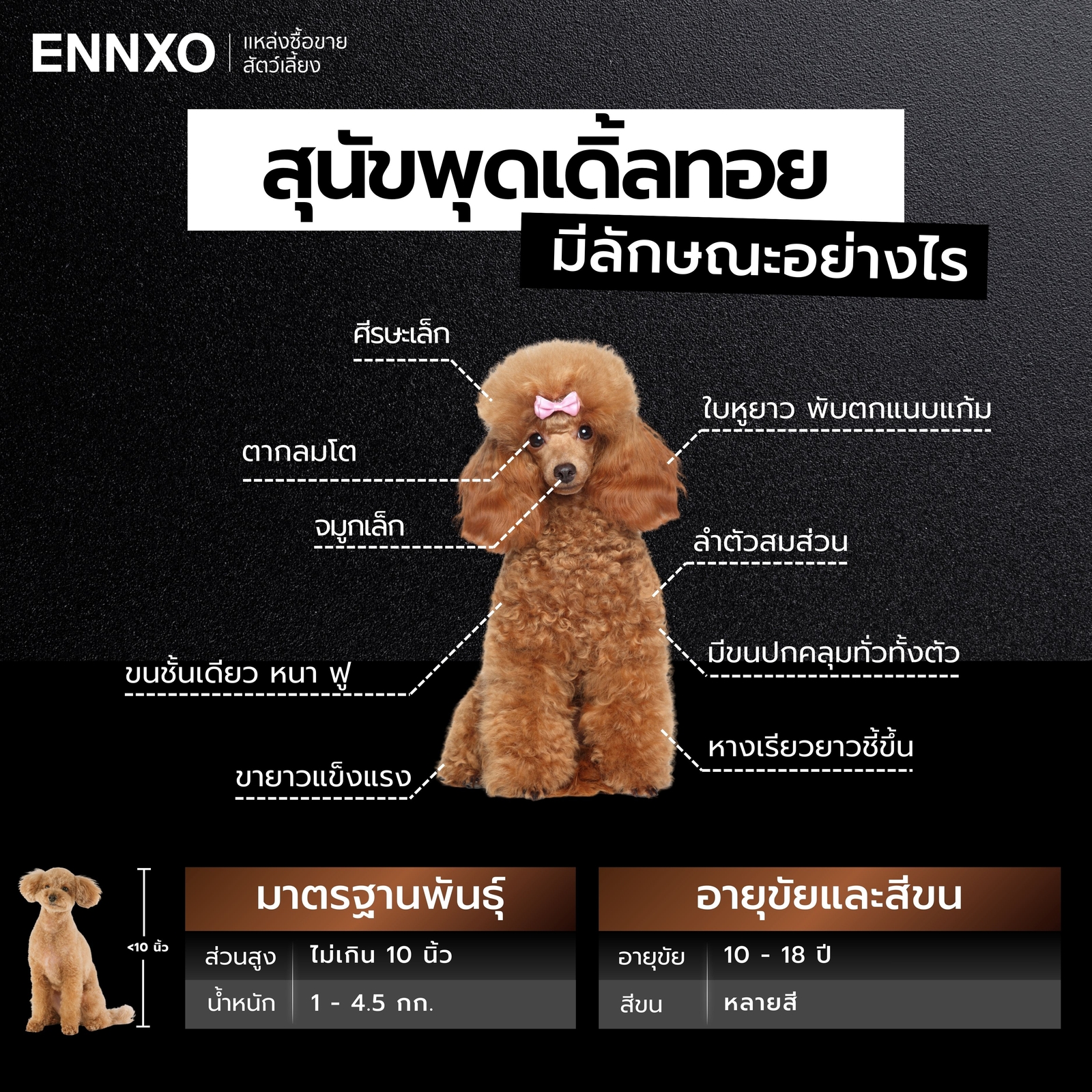 สุนัขพุดเดิ้ลทอย แท้ดูยังไง