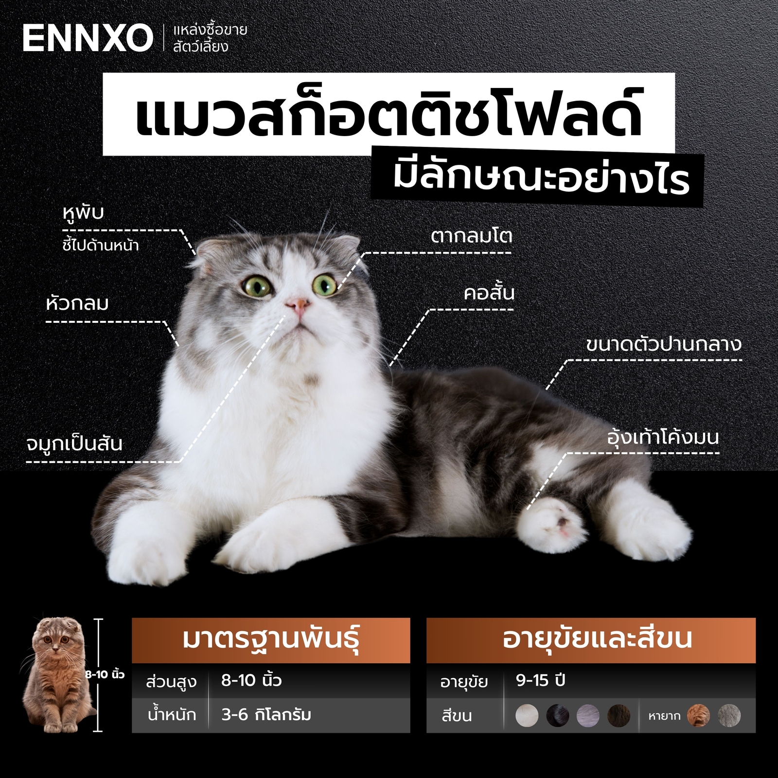 ลักษณะสก็อตติชแท้ ดูยังไง