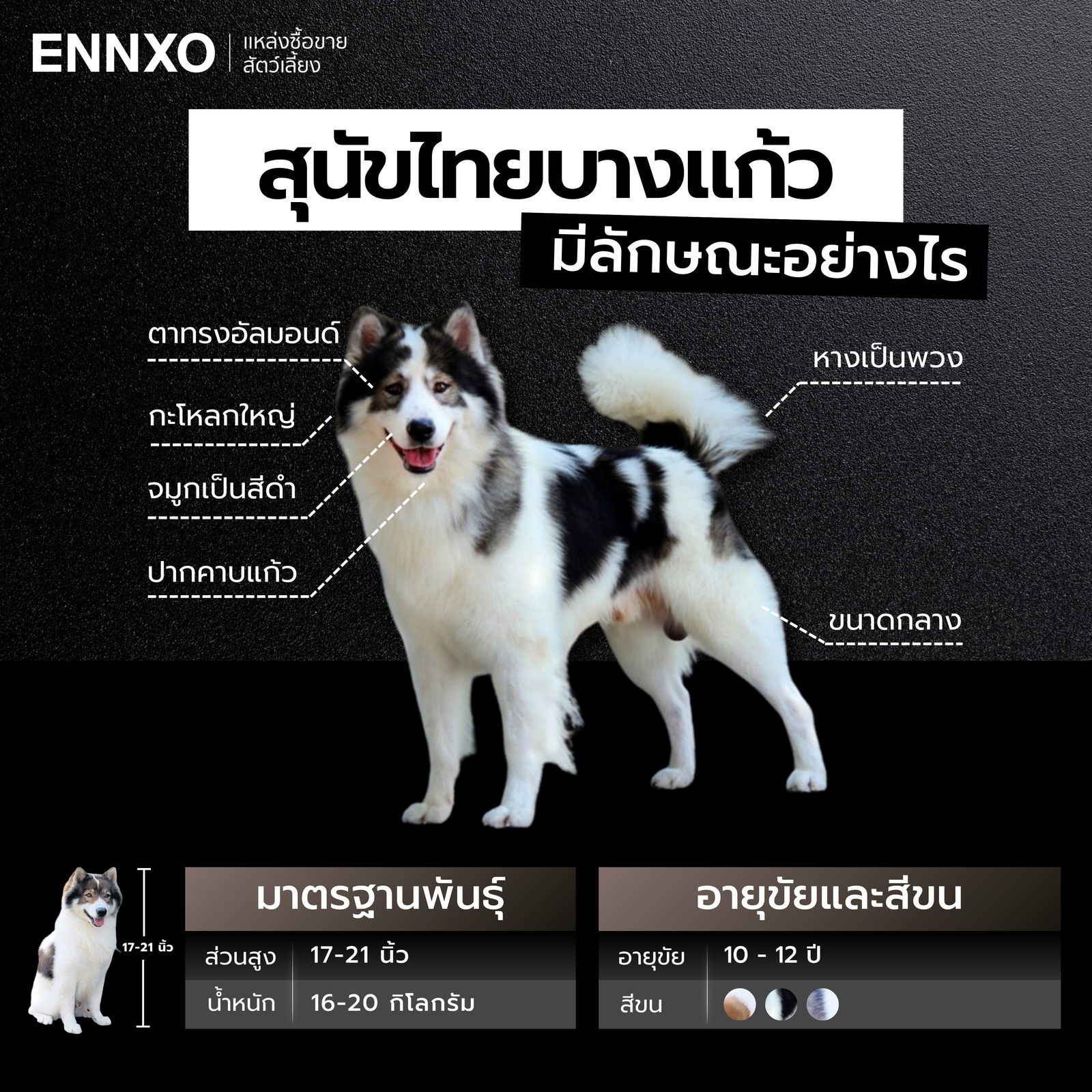 ลักษณะสุนัขบางแก้วแท้ เป็นอย่างไร