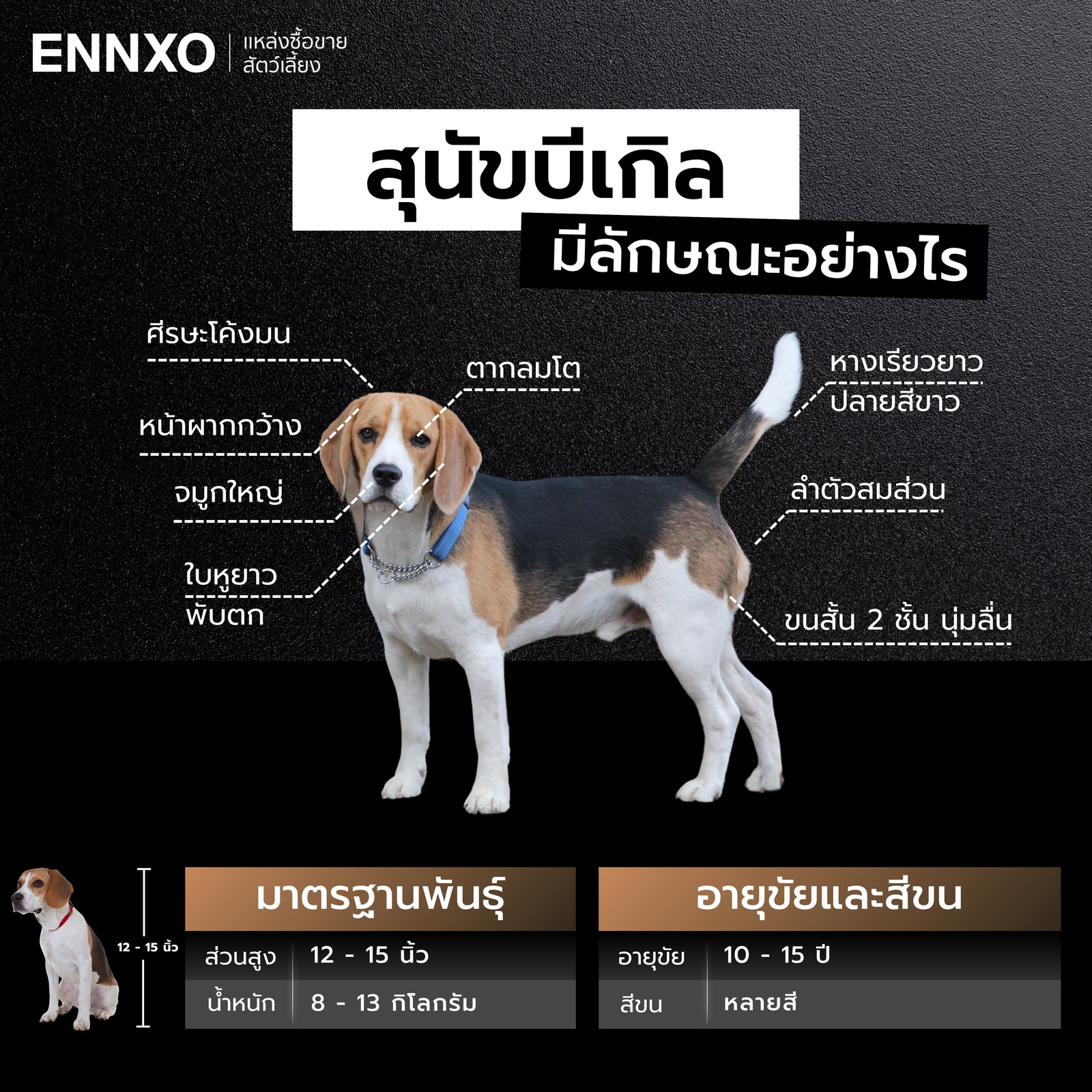 สุนัขบีเกิ้ลแท้ ดูยังไง